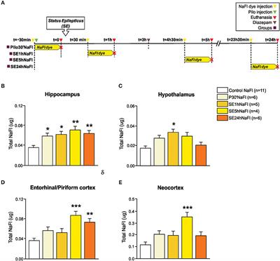 The Blood-Brain Barrier Breakdown During Acute Phase of the Pilocarpine Model of Epilepsy Is Dynamic and Time-Dependent